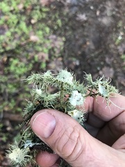 Usnea intermedia