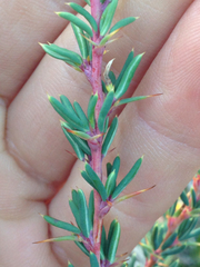 Berberis empetrifolia