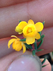 Berberis empetrifolia