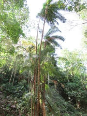 Bactris gasipaes