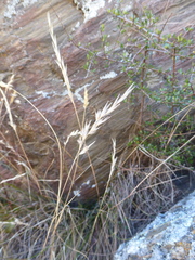 Rytidosperma unarede