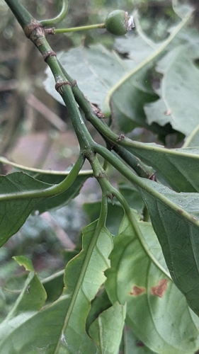 Aidia canthioides (Aidia canthioides)
