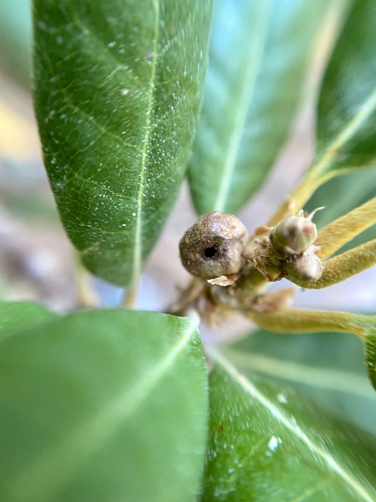 Chrysolepicynips demartinii