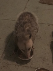 Didelphis virginiana