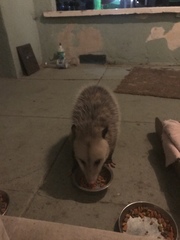 Didelphis virginiana