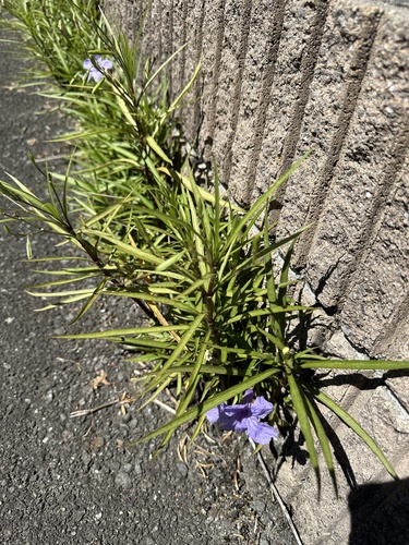 Ruellia simplex