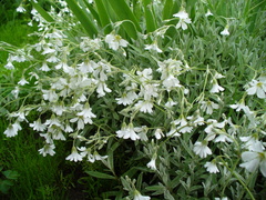 Cerastium argenteum