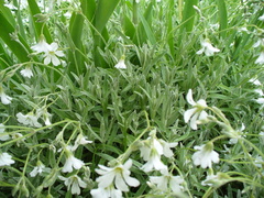 Cerastium argenteum