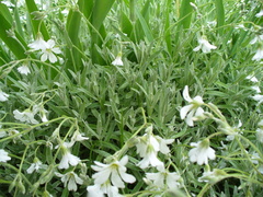 Cerastium argenteum