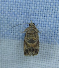 Lobesia physophora