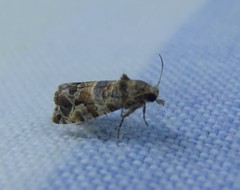 Lobesia physophora