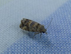 Lobesia physophora