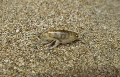 Bellorchestia quoyana