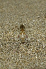 Bellorchestia quoyana