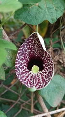 Aristolochia littoralis