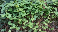 Aristolochia littoralis