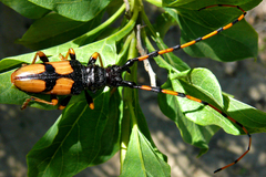 Dendrobias mandibularis
