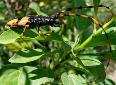Dendrobias mandibularis