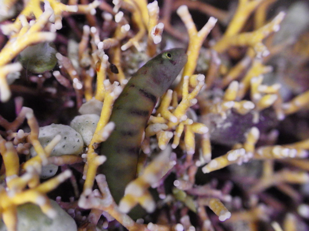 Norfolk Shore Eel