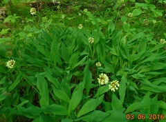 Allium microdictyon