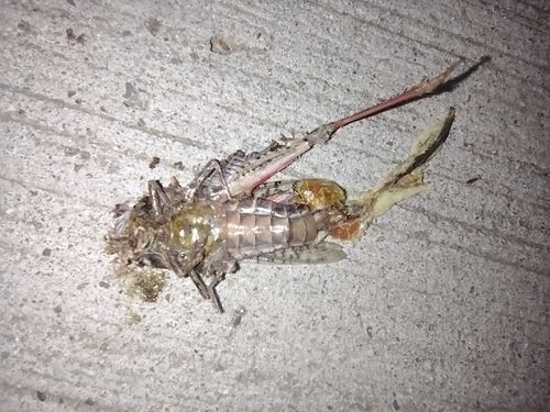 Ravnokrilci (Orthoptera)