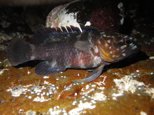 Plesiops insularis observed 2018-11-09