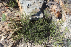 Cliffortia sericea