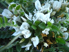 Astragalus rupifragus