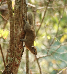 Callosciurus pygerythrus