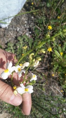 Nemesia fruticans