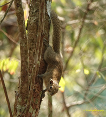 Callosciurus pygerythrus