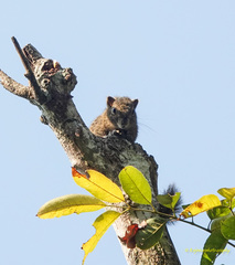 Callosciurus pygerythrus