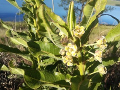 Xysmalobium undulatum