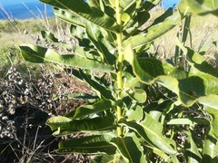 Xysmalobium undulatum