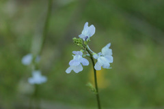 Nuttallanthus texanus