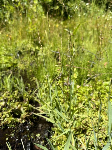 Torreyochloa erecta observed 2023-08-31