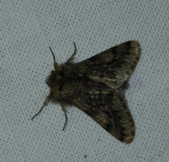 Apocheima hispidaria