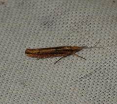Ypsolopha ustella