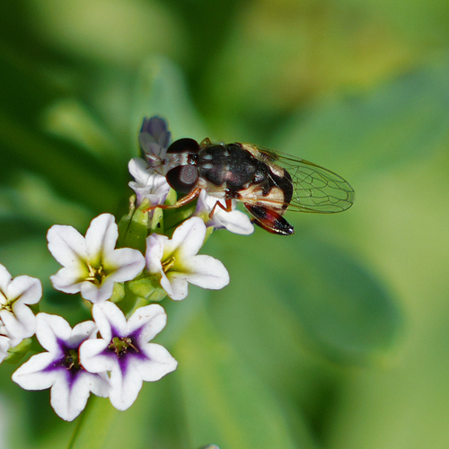iNaturalist observation photo of Peg-legged Compost Fly