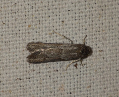 Tortricodes alternella