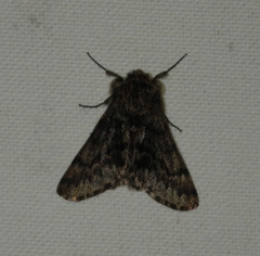 Apocheima hispidaria