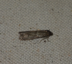 Tortricodes alternella