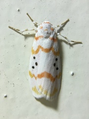 Cyana interrogationis