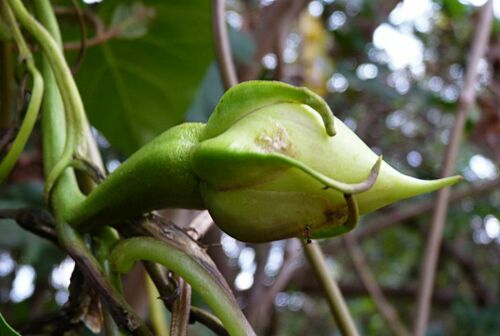 Ipomoea alba image