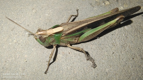 Slender Green-winged Grasshopper