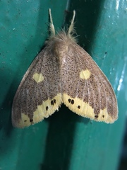 Euproctis quadrangularis