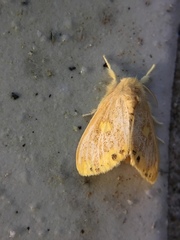 Euproctis quadrangularis