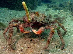 Leptomithrax gaimardii