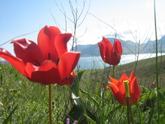 Tulipa gesneriana