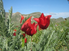Tulipa gesneriana